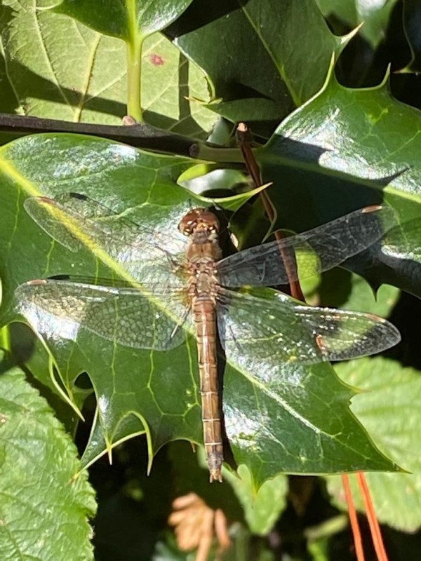 Dragonfly at Priory Maze