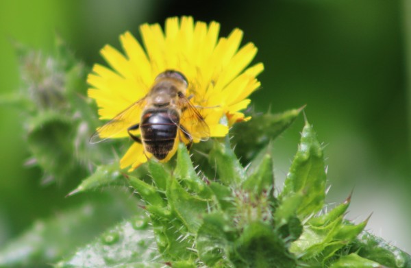 Bee blog 1