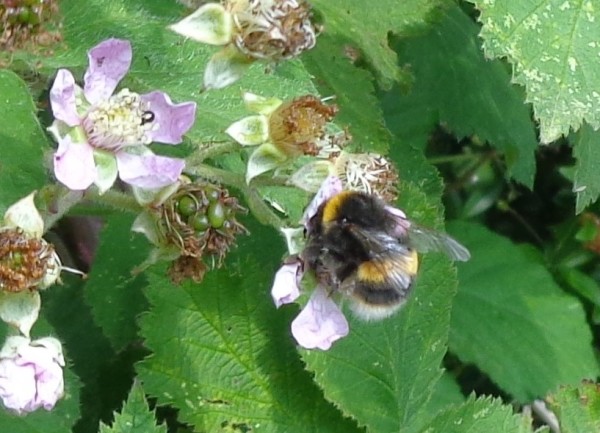 Bee blog 2
