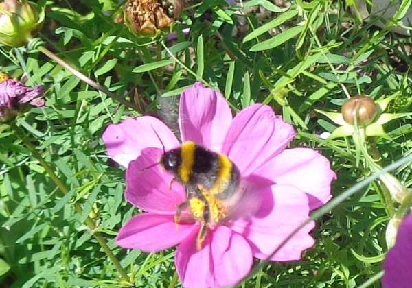 Bee blog 3