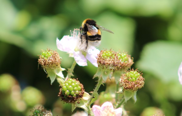 Bee blog 5