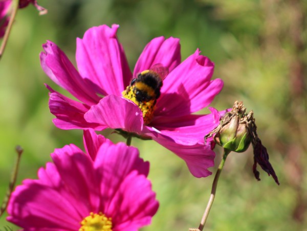 Bee blog 6