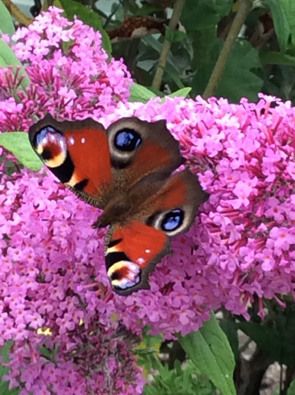 Butterfly blog 1