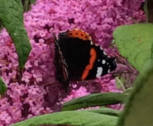 Butterfly blog 2