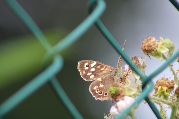 Butterfly blog 3