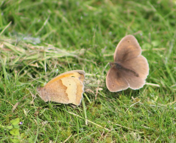 Butterfly blog 5