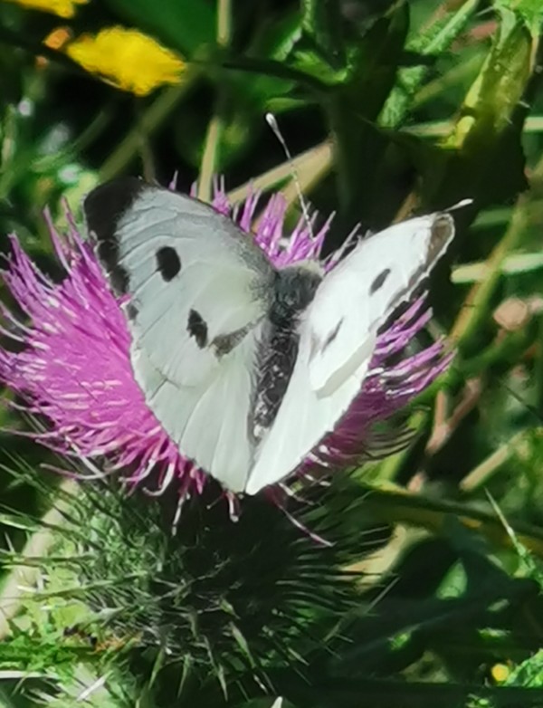 Butterfly blog 6
