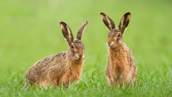 Two hares in a field