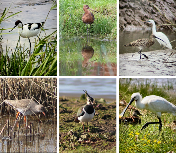 Montage of wetland birds