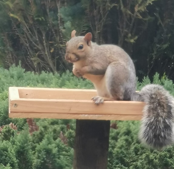 The very cheeky Mr Squirrel