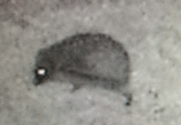 Hedgehog captured on the night vision camera