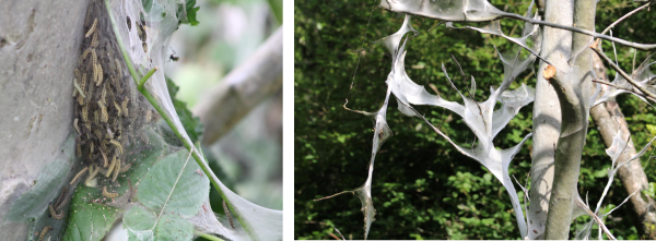 Spindle ermine moth web