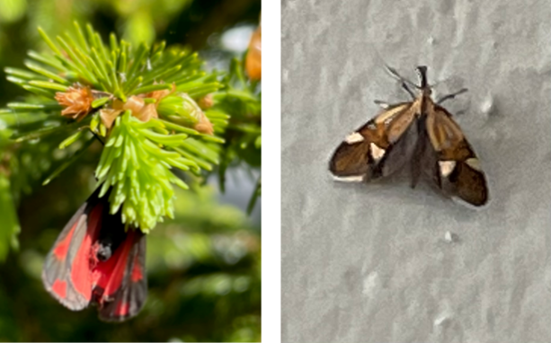 Cinnabar moth and day flying micro moth