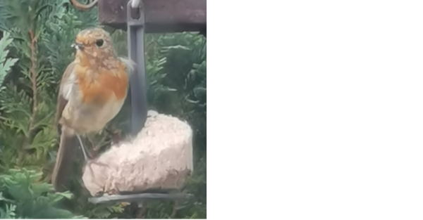 Young robin on the Hub's birdfeeder