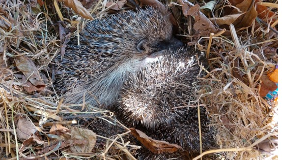 Look out for hedgehogs nesting in your bonfire